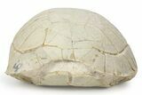 Inflated Fossil Tortoise (Stylemys) - South Dakota #235562-4